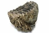 Fossil Woolly Mammoth Molar - Siberia #260004-3